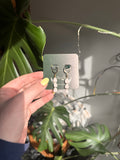 The Petal Dangles